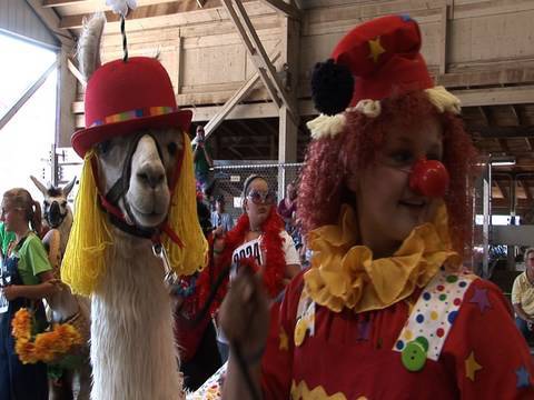 Llamas in costume -- and other llama tales