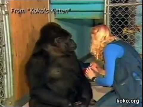 Koko the Gorilla Cries Over the Loss of a Kitten