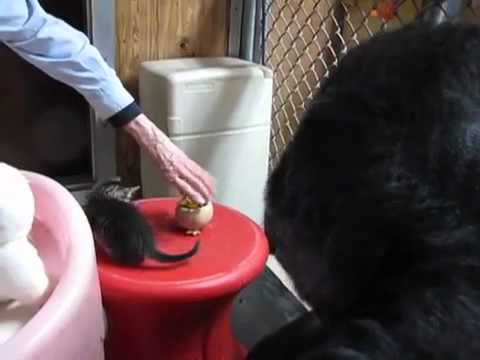 Koko the Gorilla Gets a New Pet Kitten - So Adorable