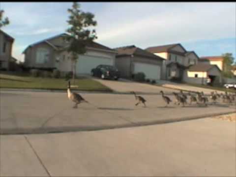 Geese jogging down the road (Original)