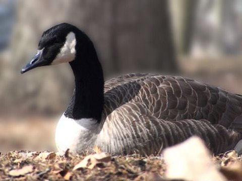 Canada Goose - HD Mini-Documentary