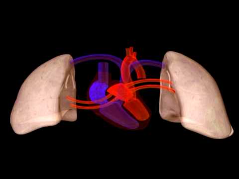 Heart Structure | Biology | Anatomy