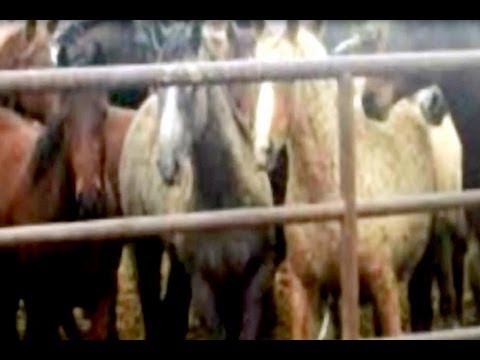 Obama Legalizes Killing Horses to Eat! Good or Bad?