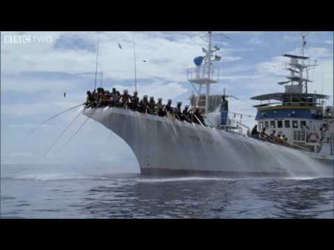 HD: Tuna Fishing - South Pacific - BBC Two