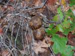 Galls on an oak tree on Lower Table Rock. Oak savanna is a type of grassland with scattered oak trees, found on the lowest slopes of the Table Rocks.