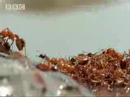 Ants create a lifeboat in the Amazon jungle - BBC wildlife