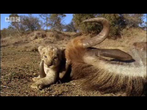 Hunting wildebeest - Pride - BBC animal drama