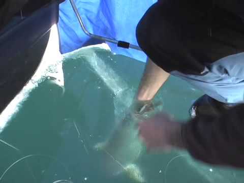 Giant Lake Trout Ice Fishing Video