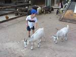 A boy tries to pet the goats at the children's petting zoo. A record 738,000 people visited the zoo in 2009.[2] The zoo does a brisk business in tourist groups, school groups, and summer camps: over 120,000 visitors arrived in groups in 2009.