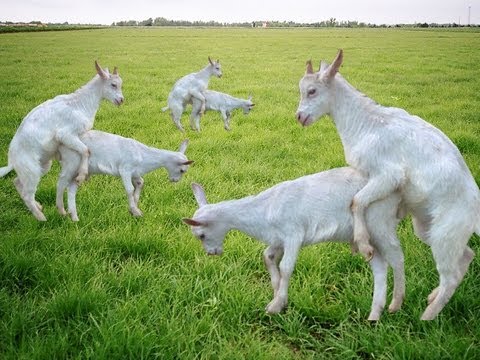 Goats Mating