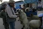 A Palestinian vendor shows his livestock to buyers at market Rafah, southern Gaza Strip, on November 03, 2011 ahead of the Muslim Eid al-Adha festival at the end of the week. Muslims across the world are preparing to celebrate the annual 