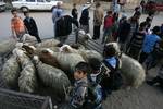 A Palestinian vendor shows his livestock to buyers at market Rafah, southern Gaza Strip, on November 03, 2011 ahead of the Muslim Eid al-Adha festival at the end of the week. Muslims across the world are preparing to celebrate the annual 