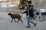 A Palestinian vendor shows his livestock to buyers at market Rafah, southern Gaza Strip, on November 03, 2011 ahead of the Muslim Eid al-Adha festival at the end of the week. Muslims across the world are preparing to celebrate the annual 