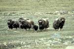 Muskoxen on Victoria Island, Nunavut Territory, Canada