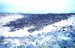 A fur seal rookery with thousands of seals.Typically, fur seals gather during the summer months annually in large assemblages at specific beaches or rocky outcrops to give birth and breed.