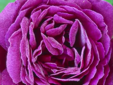 [HD-Audio] VIOLET UK ROSA Movie Mix