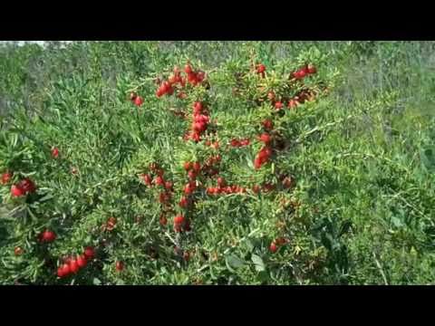 Eat The Weeds: Video 127: The Christmasberry, Wolfberry