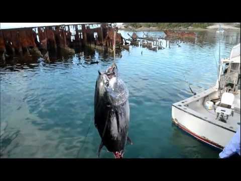 920lb Bluefin Tuna Caught, Feb 1 2012, Bermuda