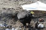 Animals: A female chicken in peaceful and poor village at a rural area in Bodhgaya, Bihar State of India.