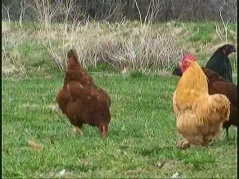 Free Range Chickens at Fred's Fine Fowl, Organic, no chemicals