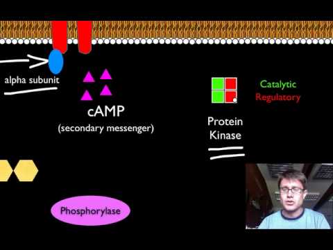 Signal Transduction Pathways