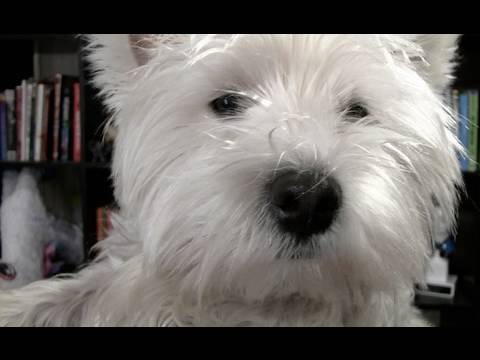 Adorable Puppy Explains Health Care Bill