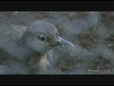 Lyre Bird beatboxing