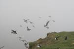 Atlantic Puffins on the Faroe Islands.