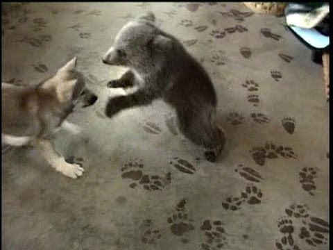 Grizly Bear Cub & Wolf Cub Playing