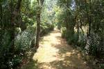 Wooded trail on Grape Island in summer.Grape Island is an island in the Hingham Bay area of the Boston Harbor Islands National Recreation Area.