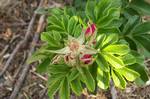 Rosa rugosa buds near the beach.Grape Island is an island in the Hingham Bay area of the Boston Harbor Islands National Recreation Area. The island is part of the territory of the town of Weymouth, Massachusetts.