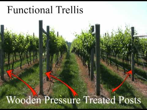 Grape Trellis Systems