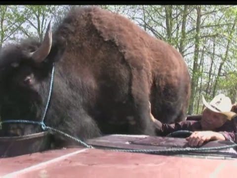 Massive buffalo is world's largest pet