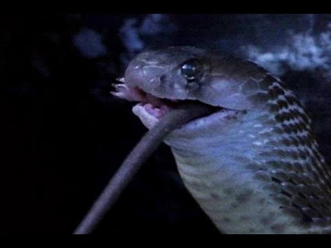 Cobra Devours Rat