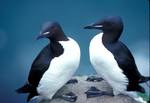 Thick-billed Murres in Alaska Maritime National Wildlife Refuge. Egg harvesting and hunting of adult birds are major threats in Greenland, where populations fell steeply between the 1960s and 1980s.