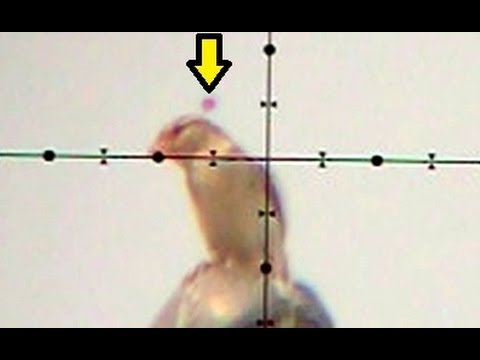 Can Birds See Bullets? [Hunting]