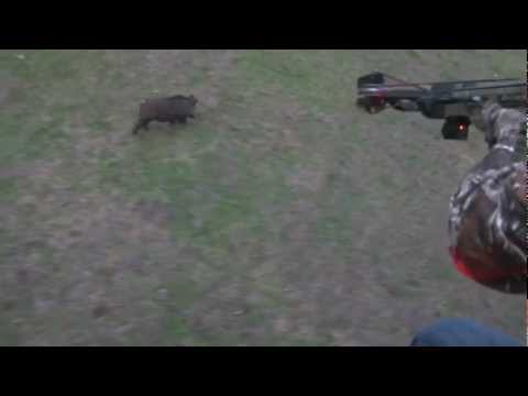 First Crossbow Helicopter Hog Hunt