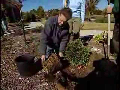 Horticulture Tip/Fall Planting