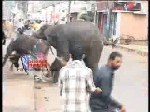 Wild Elephant Attack in Mysore