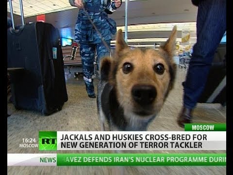 Counter-Terrorism Breed: Airport security in good paws