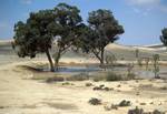 An oasis in the Negev Desert of Israel created by trees planted by the Jewish National Fund. In geography, an oasis (plural: oases) or cienega (Southwestern United States) is an isolated area of vegetation in a desert, typically surrounding a spring or similar water source.