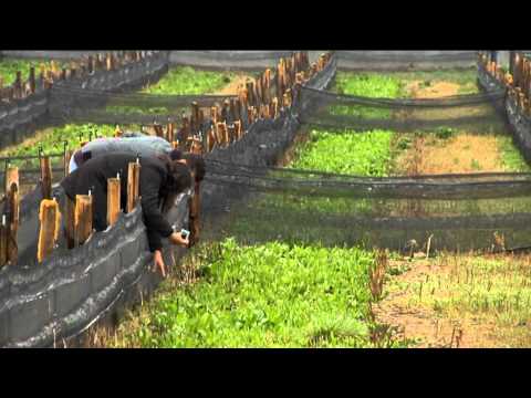 Snail farming European Commission english version