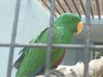 Green Parrot is found in Johor Zoo,Malaysia