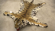 Feds Confiscate Illegal Wildlife Items