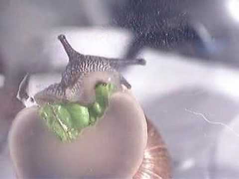 Snail Eating Lettuce