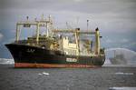 In this photo taken on Feb. 10, 2011 and released by Sea Shepherd Conservation Society, its ship the Bob Barker, right, is on the heels of the Japanese whaling factory ship Nisshin Maru to block the slipway during their encounter in Southern Ocean, Antarctica. Japan has temporarily suspended its annual Antarctic whaling after repeated harassment by the conservationist group, a government official said Wednesday, Feb. 16, 2011.