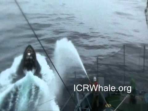 January 3, 2012 Bob Barker Small Boat's Gemini Attempts a Prop Foul On Yushin Maru # 3