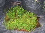 Marsilea villosa, in the United States Botanic Garden, Washington, DC, USA.