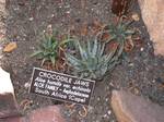 Aloe humilis var. echinata, in the United States Botanic Garden, Washington, DC, USA.