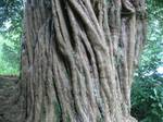 Bole of an ancient yew in Pont-de-Buis-lès-Quimerch, Brittany. Yew is also associated with Wales and England because of the longbow, an early weapon of war developed in northern Europe, and as the English longbow the basis for a medieval tactical system.